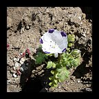 nemophila maculata